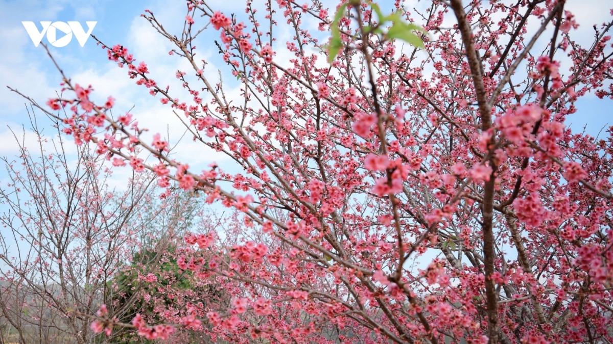 Japanese cherry trees blossoming in northern Vietnam